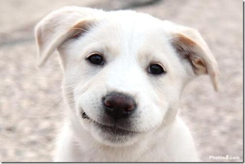 Smiling-Puppy